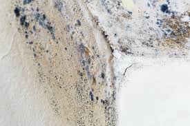 Why You Should Choose Our Mold Remediation Services in Cutchogue, NY